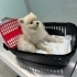 Sevgi Dolu Yuvaya Ücretsiz Pomeranian Dişi Köpek 🐾 fotoğraf