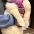 Sevgi Dolu Yuvaya Ücretsiz Pomeranian Dişi Köpek 🐾 fotoğraf