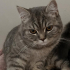 TERK EDİLEN KEDİŞE ÖMÜRLÜK YUVA fotoğraf