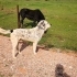 Çok acil yuva arıyoruz fotoğraf