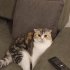 Uysal sevimli scottish fold fotoğraf