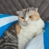 Uysal sevimli scottish fold fotoğraf