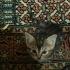 7 tane tekir kedi fotoğraf