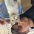 Hamile anne kedi fotoğraf