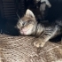 Minik Yavrulara Acil Yuva fotoğraf