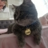 KISIR ERKEK CİNS EV KEDİSİ DUMAN fotoğraf