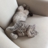 KISIR ERKEK CİNS EV KEDİSİ DUMAN fotoğraf