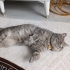 KISIR ERKEK CİNS EV KEDİSİ DUMAN fotoğraf