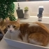 Çok acil yuva arıyoruz fotoğraf