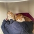 YAVRU KEDİ SAHİPLENDİRME ANKARA fotoğraf