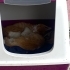 YAVRU KEDİ SAHİPLENDİRME ANKARA fotoğraf