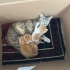 Acil yuva arayan 1 aylık 3 yavru kedi fotoğraf