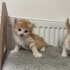 Acil yuva arayan 1 aylık 3 yavru kedi fotoğraf