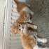 Acil yuva arayan 1 aylık 3 yavru kedi fotoğraf