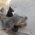 4 adet yavruya yuva aranıyor fotoğraf