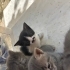 4 adet yavruya yuva aranıyor fotoğraf