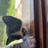 4 adet yavruya yuva aranıyor fotoğraf