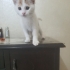1.5 AYLIK VAN MELEZİ ŞEKERPARE..!! fotoğraf