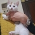 1.5 AYLIK VAN MELEZİ ŞEKERPARE..!! fotoğraf