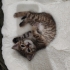 11 Mart Doğumlu Bebek Kediler fotoğraf