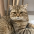 Brıtish Tüm malzemeleri ile birlikte ücretsiz fotoğraf