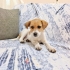 🐾 Acil Yuva Arıyor – Minik Bir Kalp Hayata Tutunmaya Çalışıyor 🐾 fotoğraf