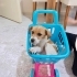 🐾 Acil Yuva Arıyor – Minik Bir Kalp Hayata Tutunmaya Çalışıyor 🐾 fotoğraf