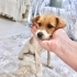🐾 Acil Yuva Arıyor – Minik Bir Kalp Hayata Tutunmaya Çalışıyor 🐾 fotoğraf