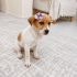 🐾 Acil Yuva Arıyor – Minik Bir Kalp Hayata Tutunmaya Çalışıyor 🐾 fotoğraf