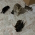 4 yavru 1 çok cana yakın anne kedi fotoğraf