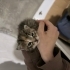 4 yavru 1 çok cana yakın anne kedi fotoğraf