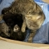 4 yavru 1 çok cana yakın anne kedi fotoğraf