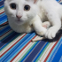 KALICI YUVA ARIYORUZ fotoğraf