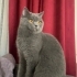 Ücretsiz sahiplendirme 🐾 İzmir Balçova – British Dişi Kedi “Maya” fotoğraf