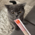 Ücretsiz sahiplendirme 🐾 İzmir Balçova – British Dişi Kedi “Maya” fotoğraf