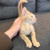 3 aylık evde büyümüş bir bebek fotoğraf