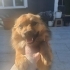 Lucky oğlumuza ömürlük yuva arıyoruz fotoğraf