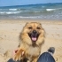 Lucky oğlumuza ömürlük yuva arıyoruz fotoğraf