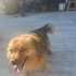 Lucky oğlumuza ömürlük yuva arıyoruz fotoğraf