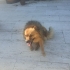 Lucky oğlumuza ömürlük yuva arıyoruz fotoğraf