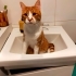 Ev kedileri eğitimleri tam fotoğraf