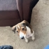 4 aylık jack russel mix bebeğimize yuva arıyoruz fotoğraf