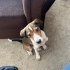 4 aylık jack russel mix bebeğimize yuva arıyoruz fotoğraf