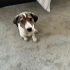 4 aylık jack russel mix bebeğimize yuva arıyoruz fotoğraf