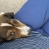 4 aylık jack russel mix bebeğimize yuva arıyoruz fotoğraf