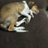 4 aylık jack russel mix bebeğimize yuva arıyoruz fotoğraf