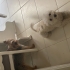 Küçük boy insan canlısı maltipoo fotoğraf
