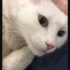 insanları çok seven sakin sevgi dolu bir kedi fotoğraf