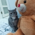 Lülü 3 yaşında, dişi,kısır,chipli(Eşyalı sahiplendirme) fotoğraf