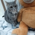 Lülü 3 yaşında, dişi,kısır,chipli(Eşyalı sahiplendirme) fotoğraf